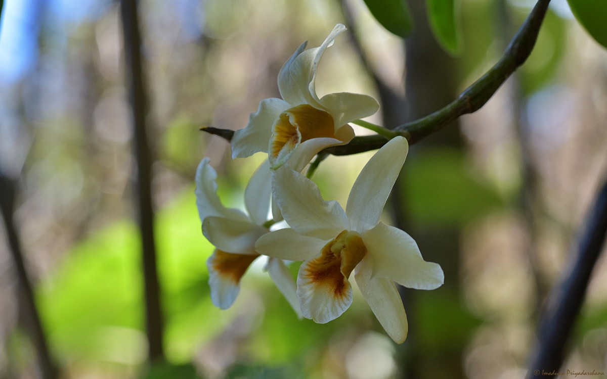 Dendrobium heterocarpum Wall. ex Lindl.